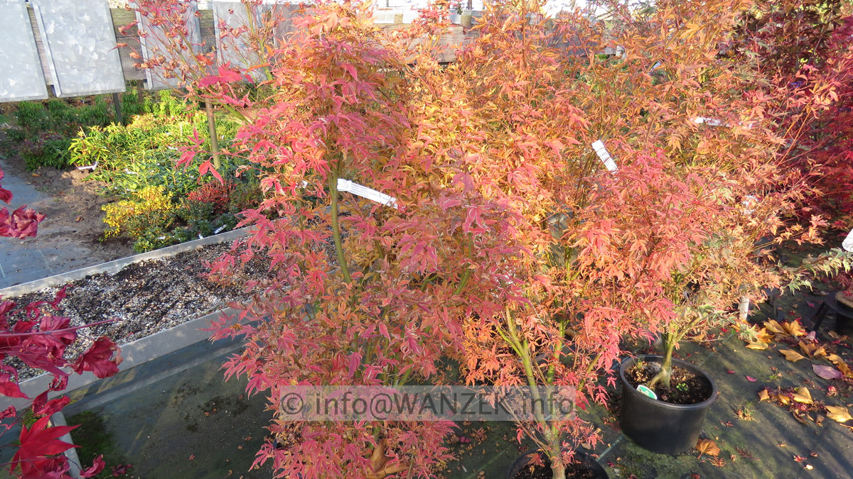 Acer palmatum Butterfly rosarote Herbstfaerbung.JPG